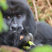  Bushokoro, Silverback Gorilla 3 (Congo)